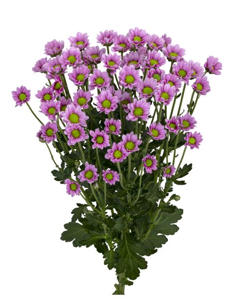 ma lubia pink tak