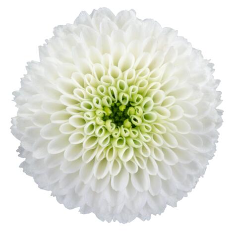 ma lumie white bloem