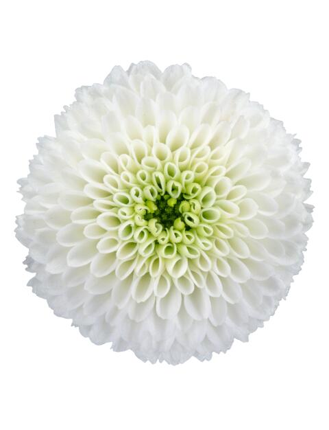 ma lumie white bloem