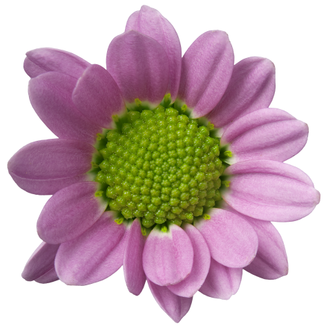 ma tanga pink bloem