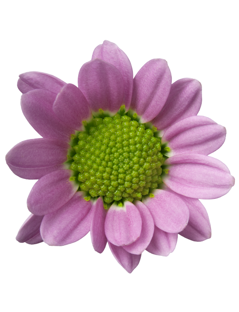 ma tanga pink bloem