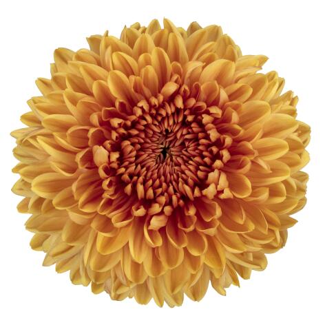 pl jackfruit bloem 16902