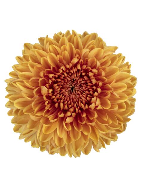 pl jackfruit bloem 16902