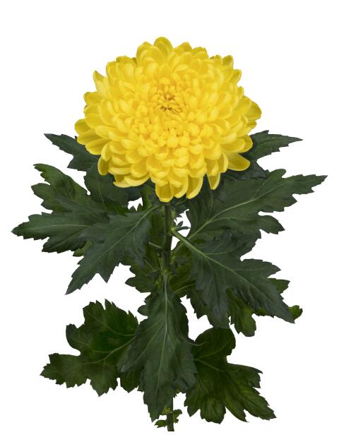 pl maracuja tak