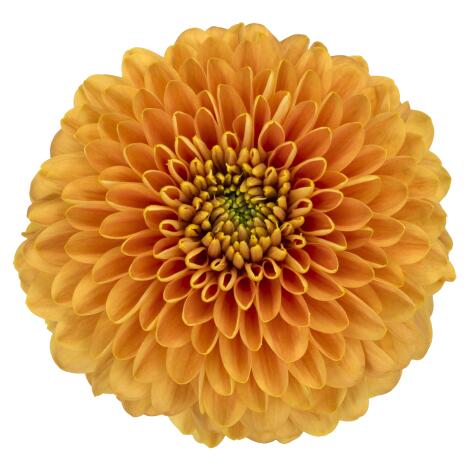 pl playtime bronce bloem