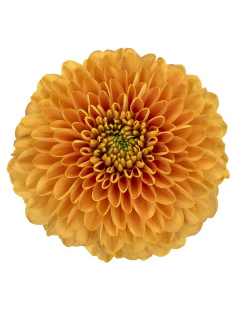 pl playtime bronce bloem