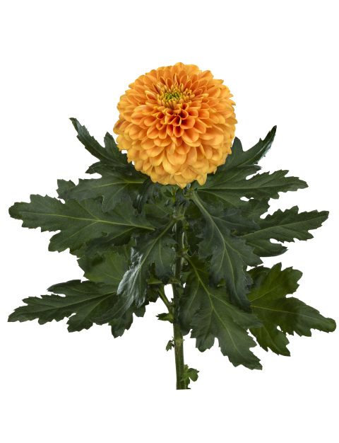 pl playtime bronce tak