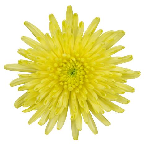 pl topspin yellow bloem