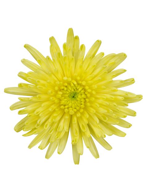 pl topspin yellow bloem