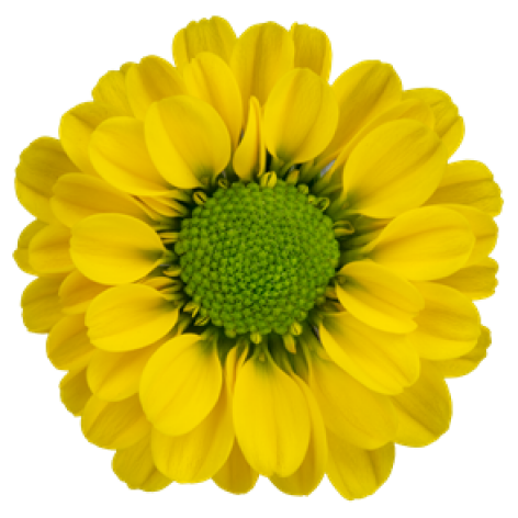 sa 279 bloem 99079e0b6d01453c