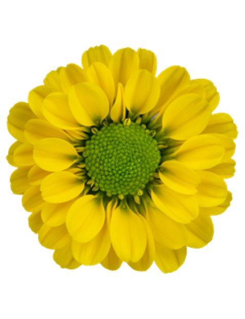 sa 279 bloem 99079e0b6d01453c
