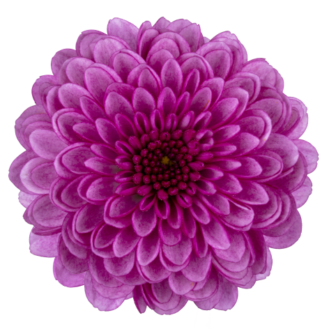 sa 285 bloem
