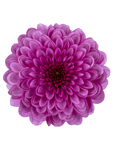 sa 285 bloem