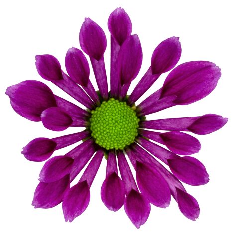 sa bluff purple bloem