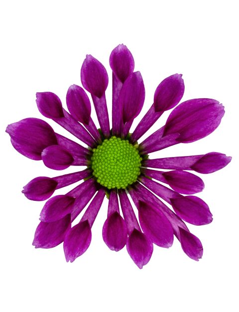 sa bluff purple bloem