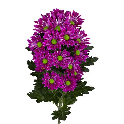 sa bluff purple tak