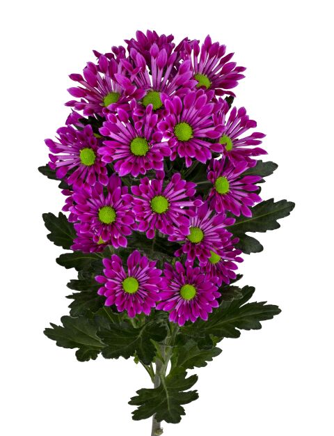 sa bluff purple tak
