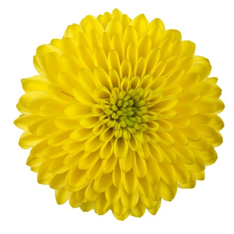 sa doria yellow bloem2