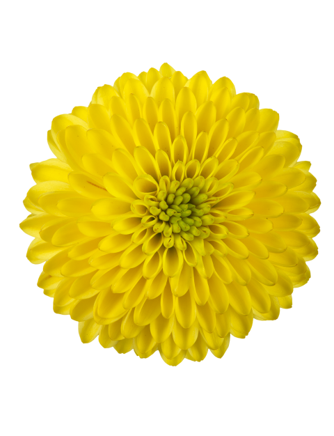 sa doria yellow bloem2