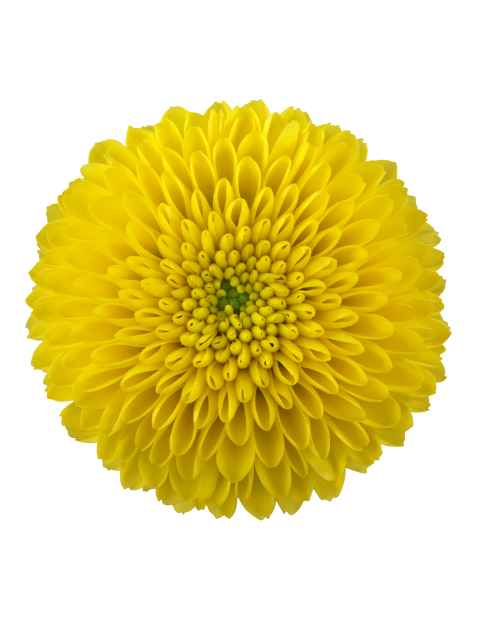 sa gogo yellow bloem