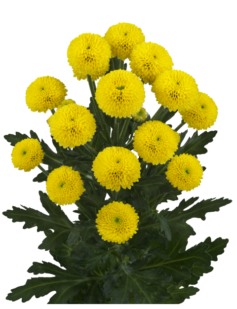 sa gogo yellow tak