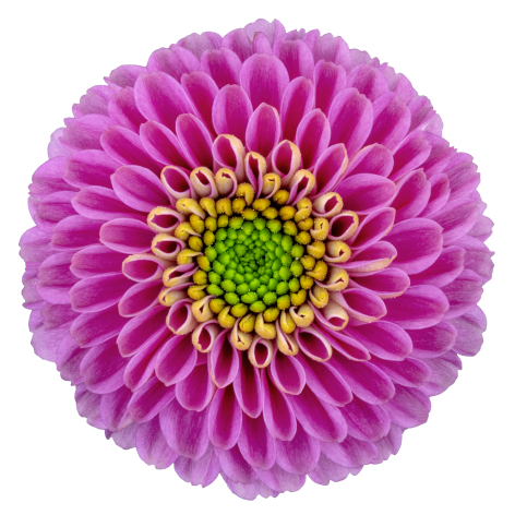sa wicked bloem 17332