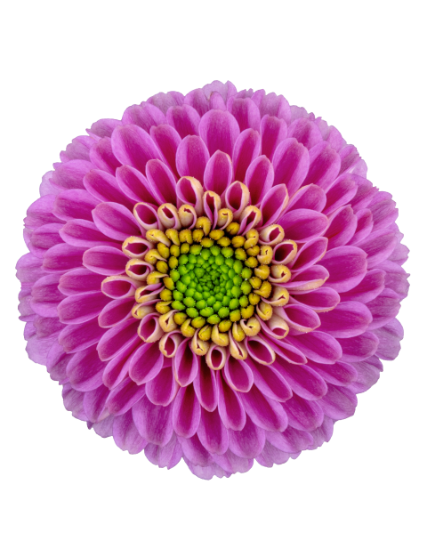 sa wicked bloem 17332