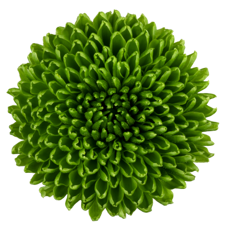 sp chicorita bloem