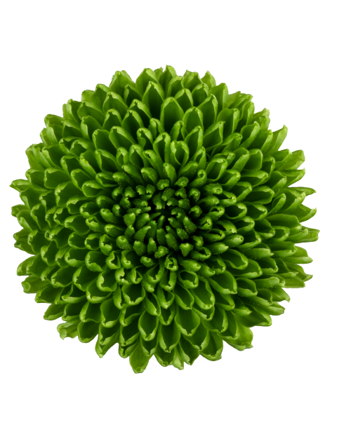 sp chicorita bloem
