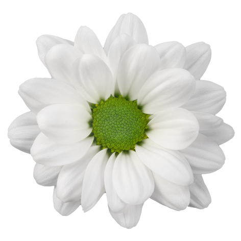sp my white bloem