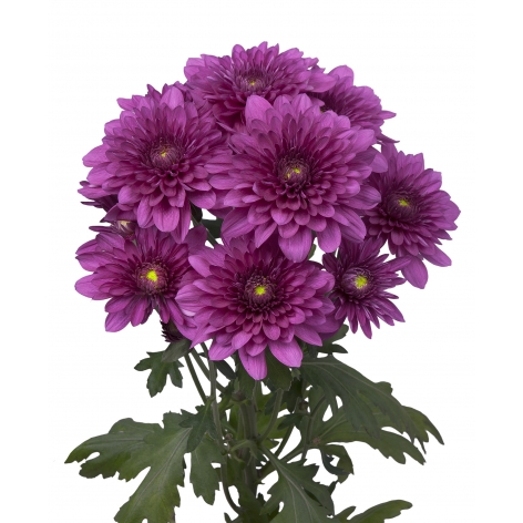 sp podolsk purple tak