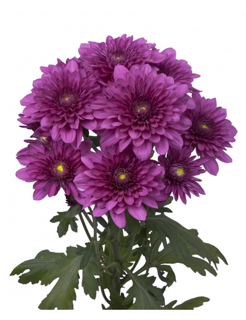 sp podolsk purple tak