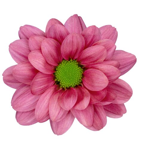 sp resq cherry bloem