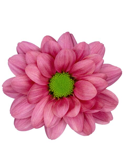 sp resq cherry bloem
