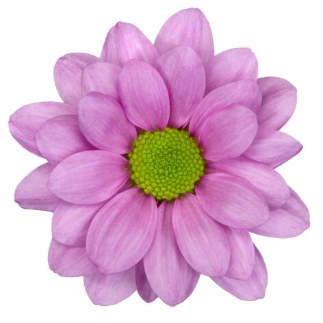 sp resq pink bloem
