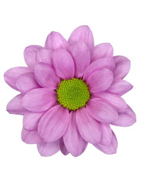 sp resq pink bloem