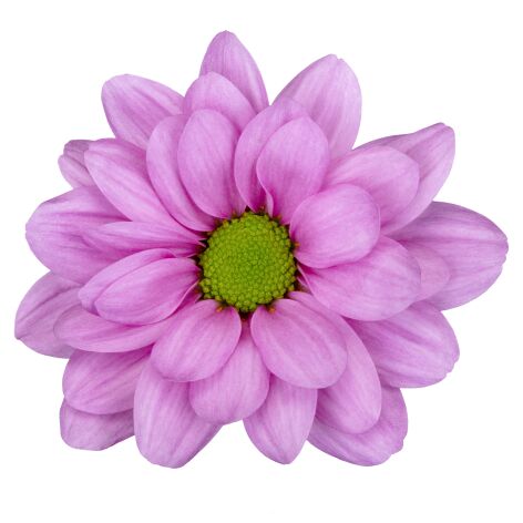 sp resq roze bloem