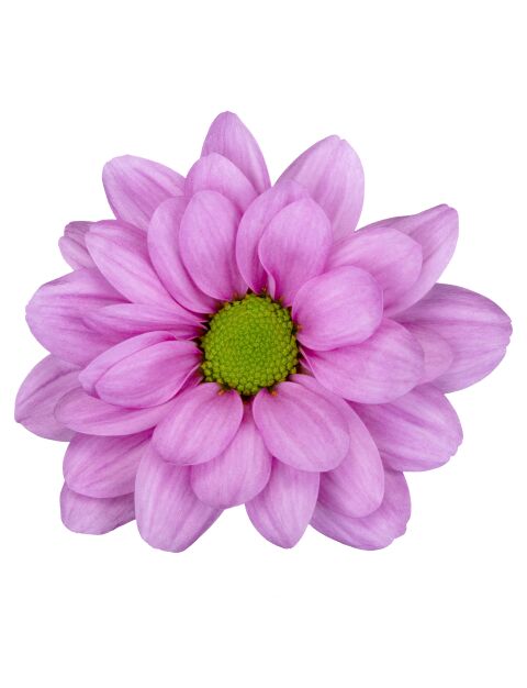 sp resq roze bloem