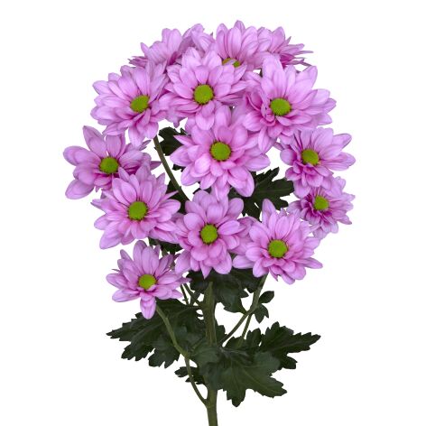 sp resq roze tak