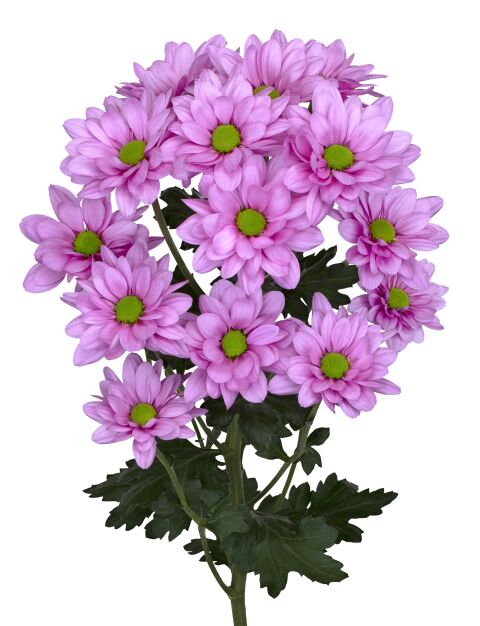 sp resq roze tak