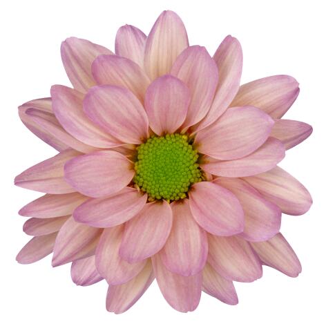 sp resq salmon bloem