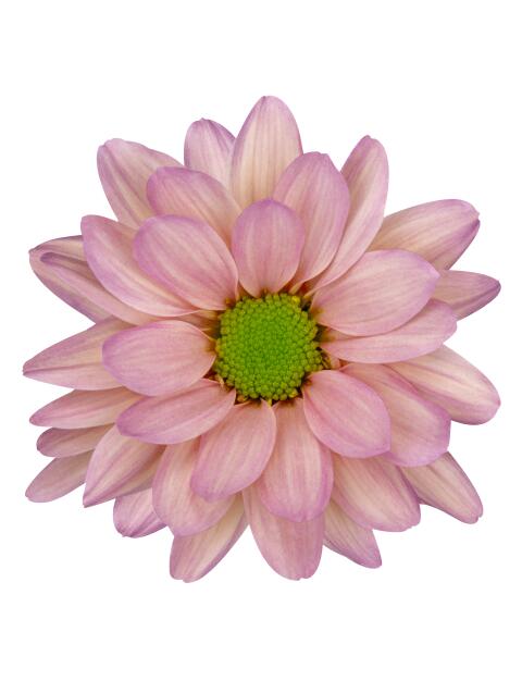 sp resq salmon bloem