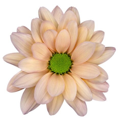 sp resq tr468 salm bloem