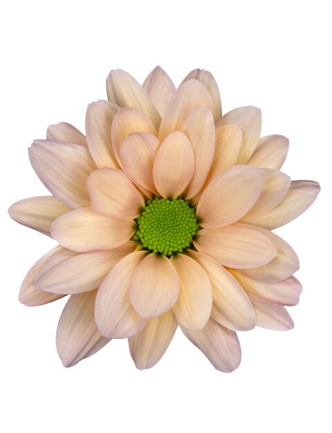 sp resq tr468 salm bloem