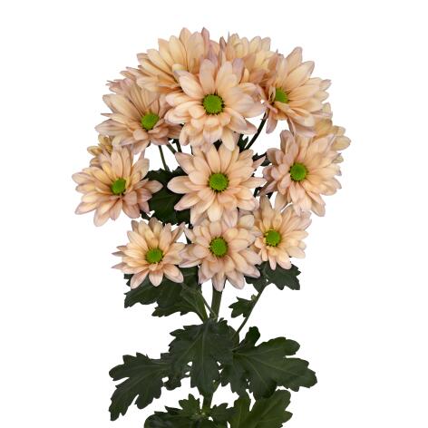 sp resq tr468 salm tak v2