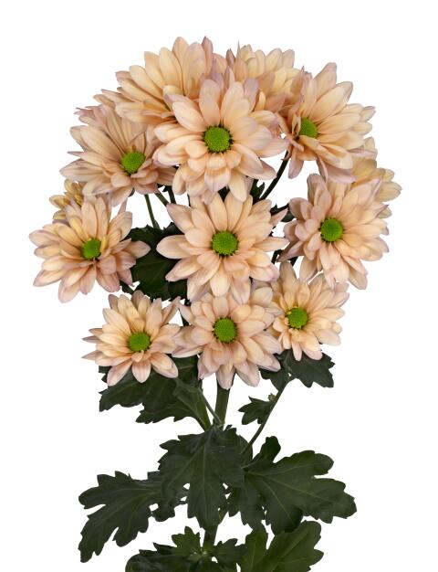 sp resq tr468 salm tak v2