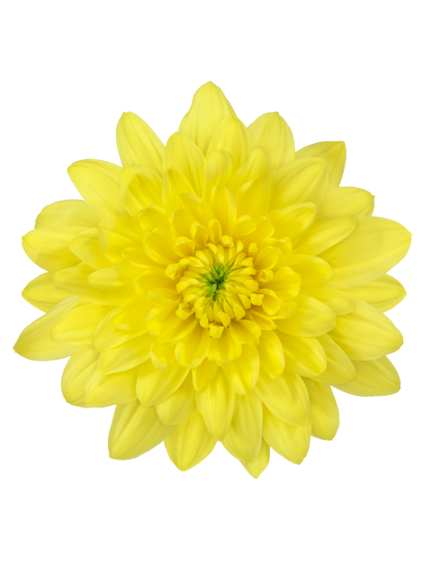 sp stronggold bloem