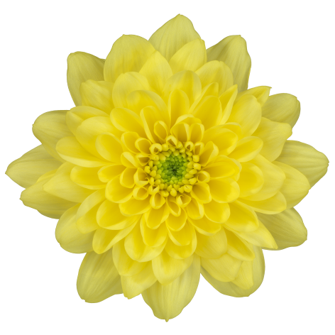 tr altaj yellow bloem