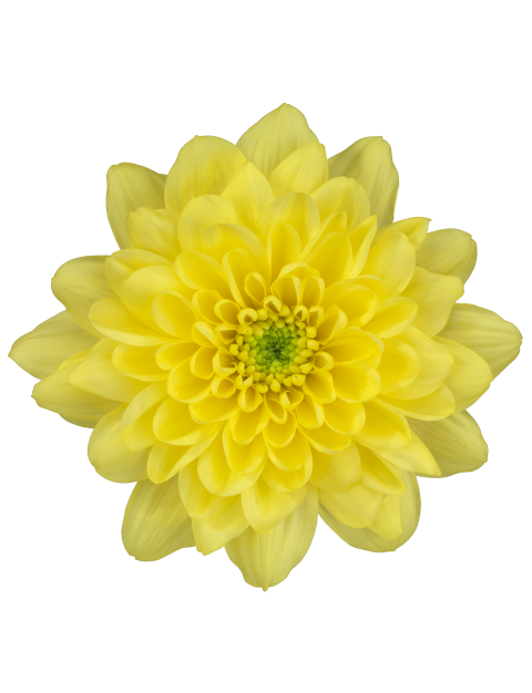 tr altaj yellow bloem
