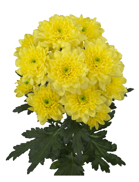 tr altaj yellow tak 1